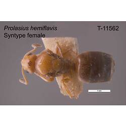 Ant specimen, female, dorsal view.