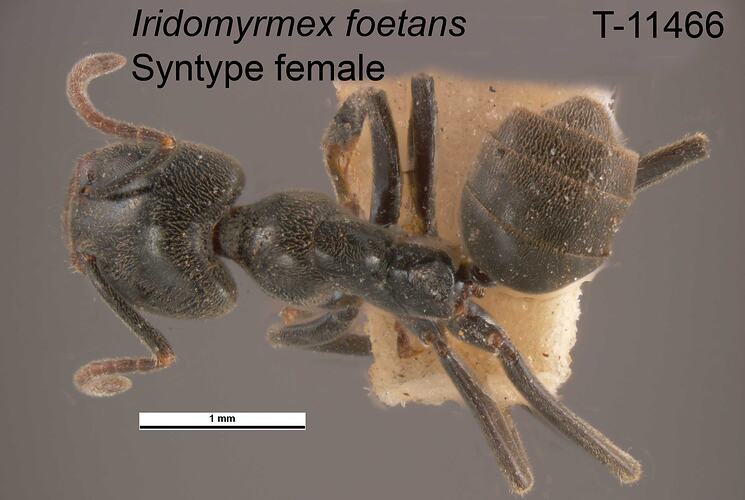 Ant specimen, female, dorsal view.