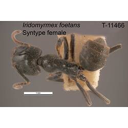 Ant specimen, female, dorsal view.
