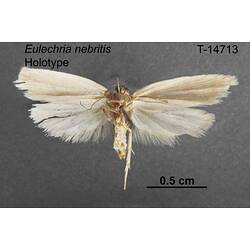 Moth specimen, ventral view.
