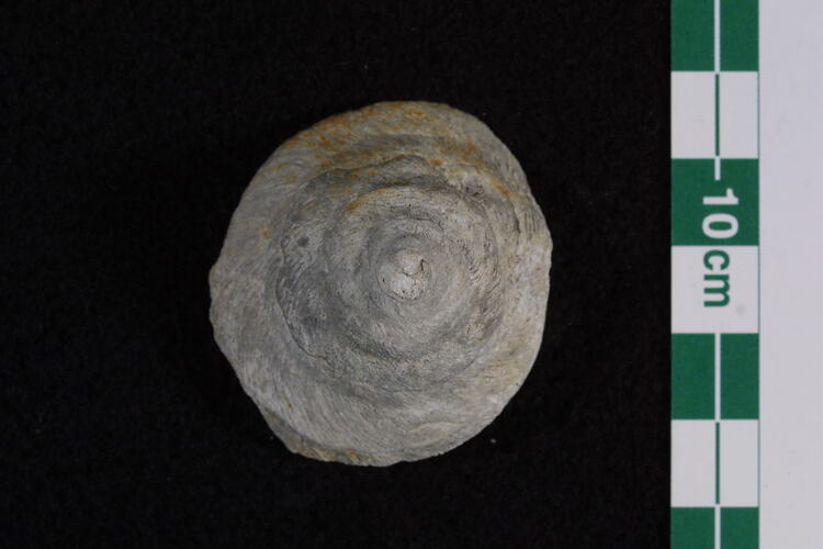 <em>Scalaetrochus lindstroemi</em>, fossil gastropod.  Registration no. P 42125.
