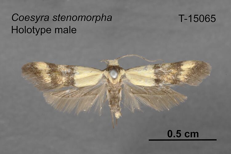Moth specimen, male, dorsal view.