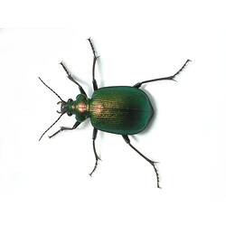 A Green Carabid Beetle photographed on a white background.