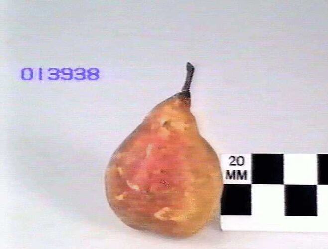Pear Model - Nouvelle Fulvie, Richmond, Victoria, 1875