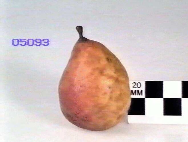 Pear Model - Louise Bonne of Jersey, Flemington, Victoria, 1875