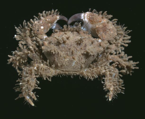 Hairy Beaded Crab viewed from above.