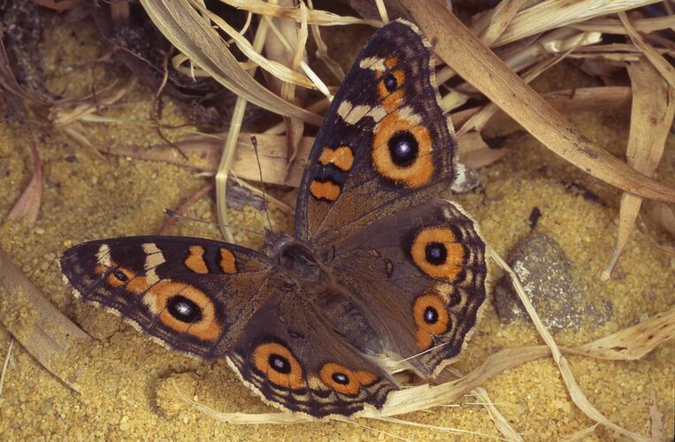 Brown butterfly with orange spots on wings, wings open.