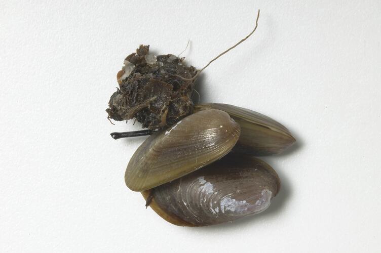Three mussel shells in a clump.