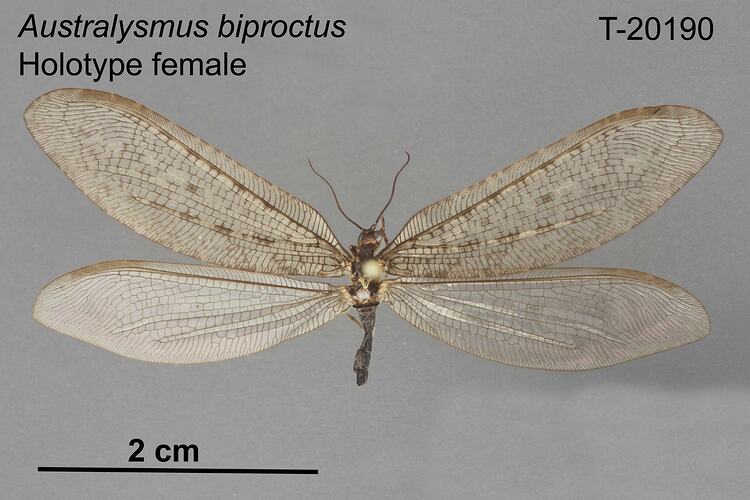 Lacewing specimen, female, dorsal view.