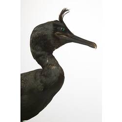 Side view of head of European Shag specimen.