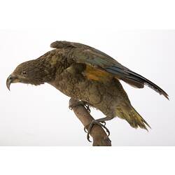 <em>Nestor notabilis</em>, Kea, mount.  Registration no. 55748.