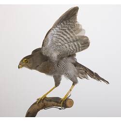 <em>Micrastur ruficollis</em>, Barred Forest-Falcon, mount.  John Gould Collection.  Registration no. 28413.