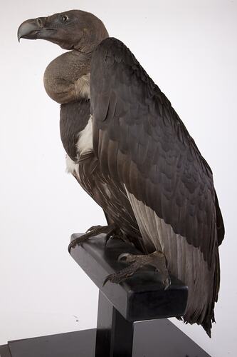 <em>Gyps bengalensis</em>, White-rumped Vulture, mount.  Registration no. 61364.