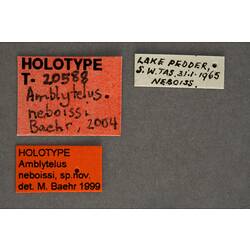 Handwritten specimen labels.
