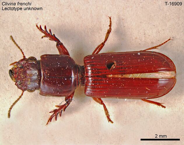 Beetle specimen, dorsal view.