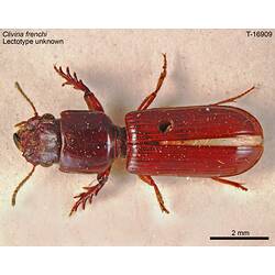 <em>Clivina frenchi</em> Sloane, 1896