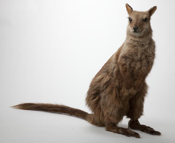 Taxidermied wallaby specimen on hindlegs.
