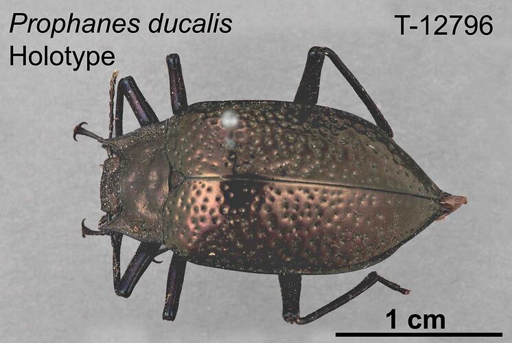 Beetle specimen, dorsal view.