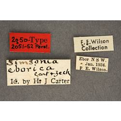 Entomology type specimen labels.