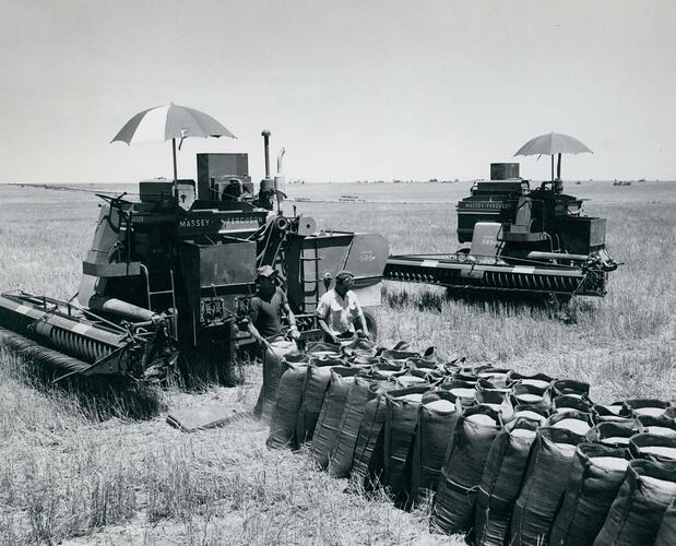 2 harvesters in field, with bags of grain in row.