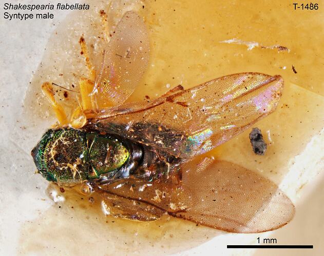 Parasitic wasp specimen, male, dorsal view.