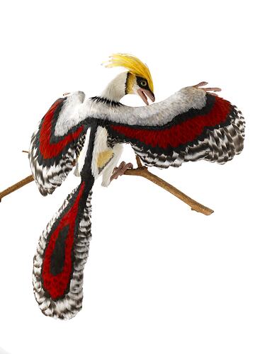 <em>Archaeopteryx</em> model. Registration no. P 231209.