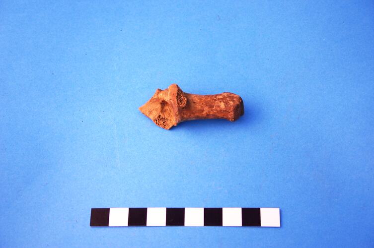 Short bone from a sheep.