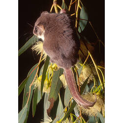 A Feathertail Glider hanging on a Eucalypt branch.