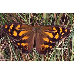A male Bank's Skipper butterfly on grass, wings open.