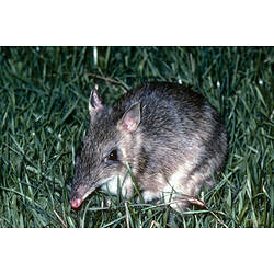 An Eastern Barred Bandicoot, sitting in green grass.