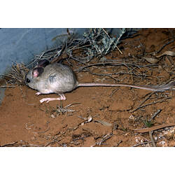 A Mitchell's Hopping-mouse on red sandy soil.