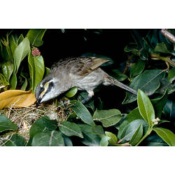 A Yellow-faced Honeyeater feeding chicks in a nest.