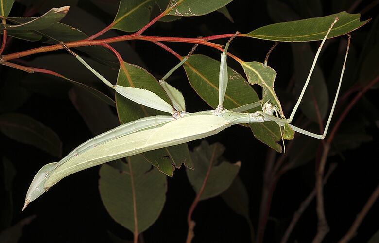 A Children's Stick Insect hanging underneath a plant stem, at night.