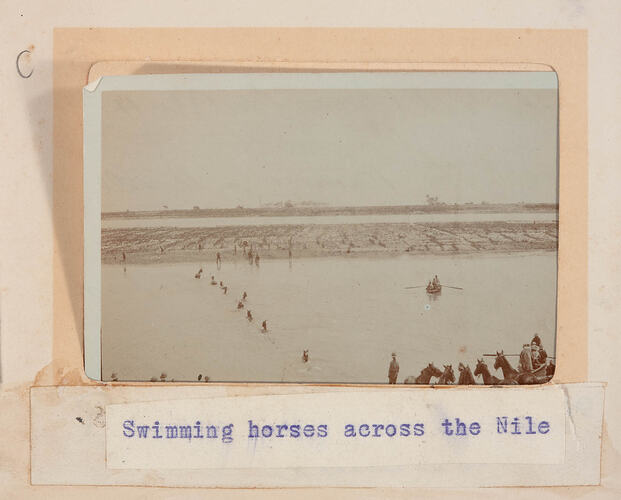 Photograph - World War 1, Swimming Horses Across the Nile, Egypt, 1915