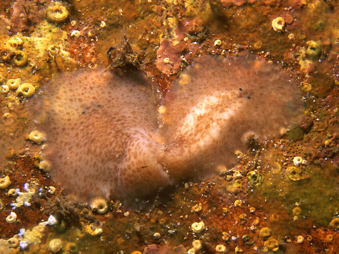 Family Stylochidae, flatworm. Flinders Pier, Victoria. [F 172778]