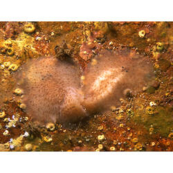 Stylochidae