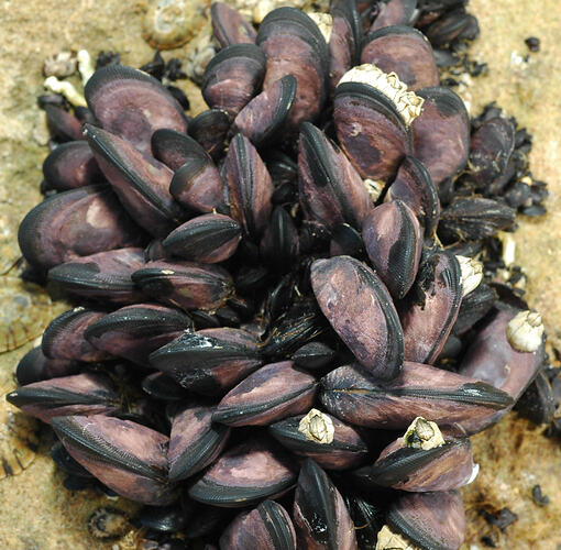 A clump of Beaked Mussels attached to a rock.