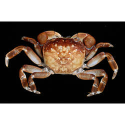 Dorsal view of Purple-mottled Shore Crab on a black background