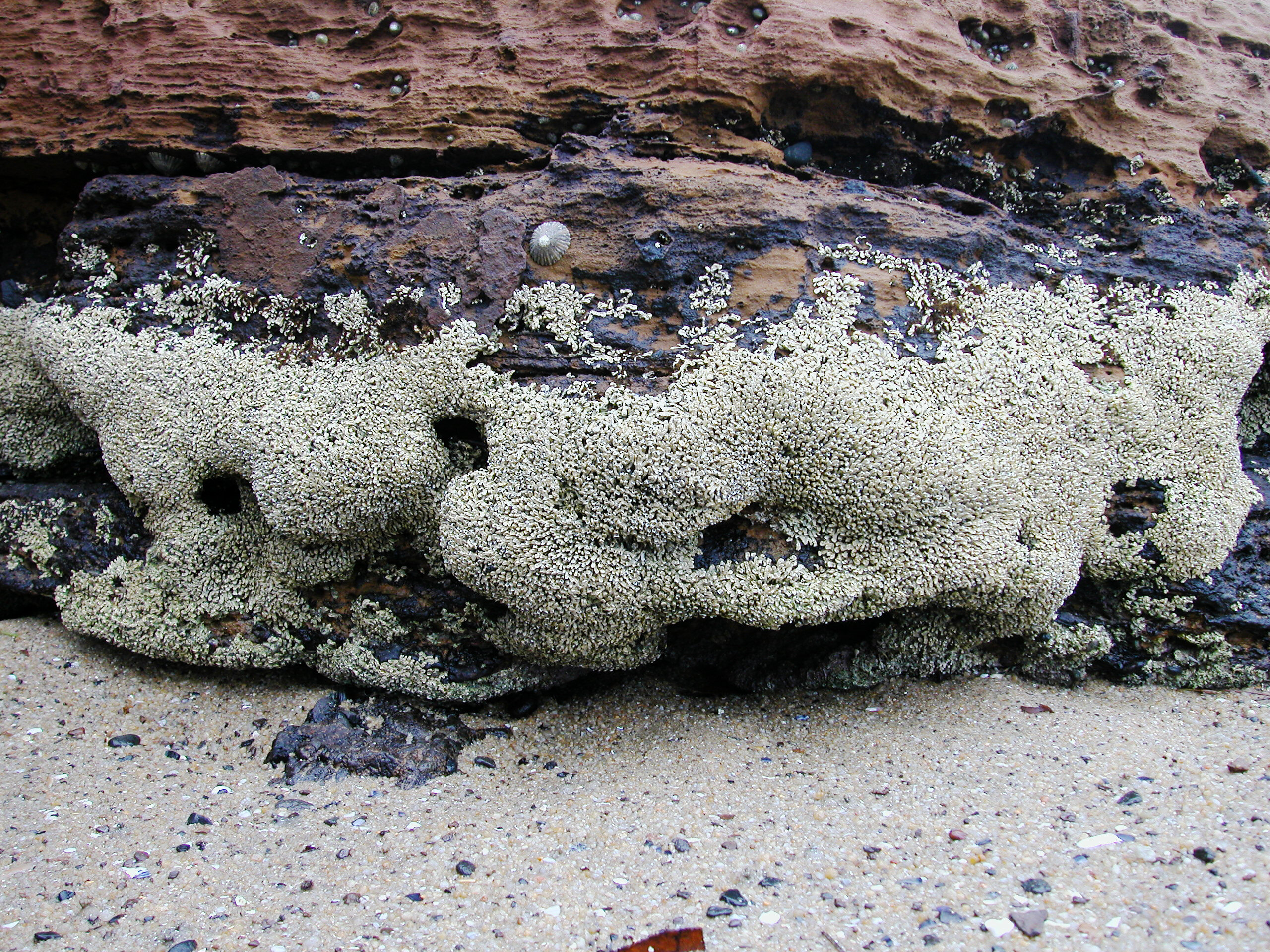 tube worm