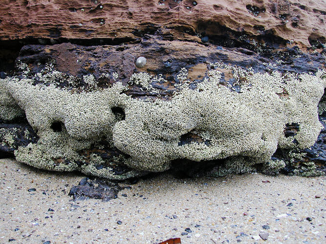 Thousands of Galeolaria Worms encrusting the side of a large boulder on the shore.