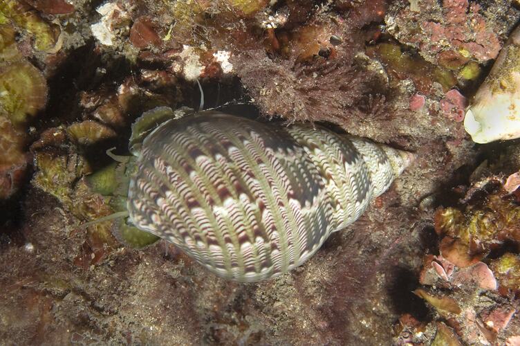 Marine snail on rock.