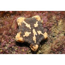 Brown and yellow Biscuit Star on a rock