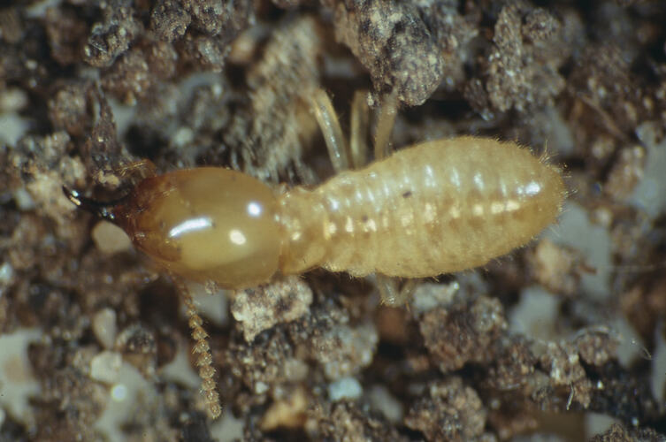 A Subterranean Termite on soil.