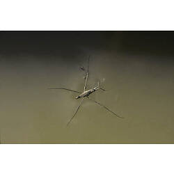 An insect, a Water Strider, standing on the surface of water.