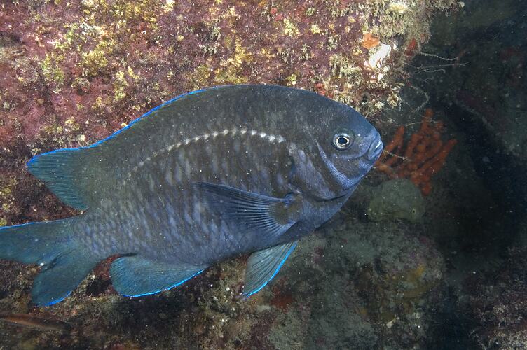A blue fish, the Scalyfin, next to a reef boulder.