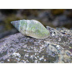 A lime green Lineated Cominella (sea snail) on a rock.