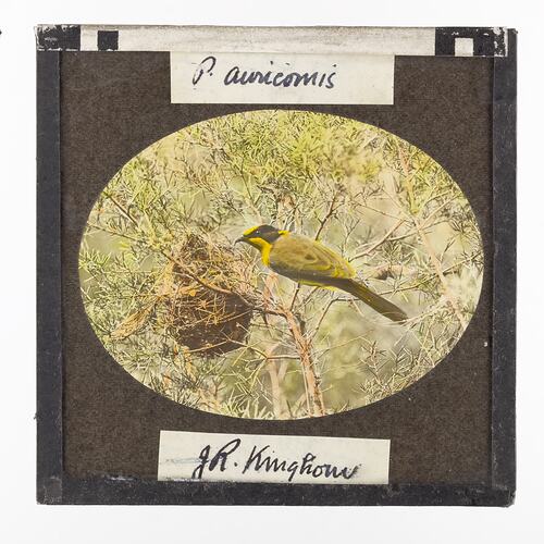 Lantern Slide - Bird & Nest, 1920-1940