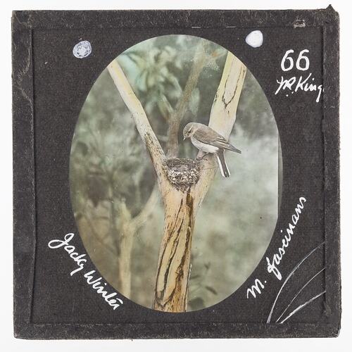 Lantern Slide - Jacky Winter, 1920-1940