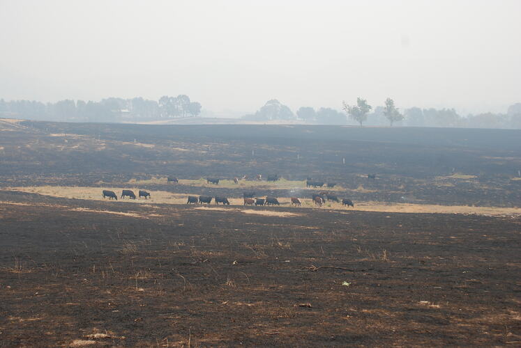 Digital Photograph - Black Saturday Bushfires, Rosewhite, Victoria, 8 February 2009