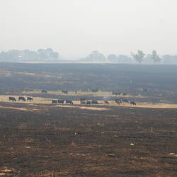 Digital Photograph - Cattle Grazing on Unburnt Pastures, Black Saturday Bushfires, Rosewhite, Victoria, 8 Feb 2009